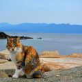 猫の島と言われている愛媛県の青島。その魅力と医療について